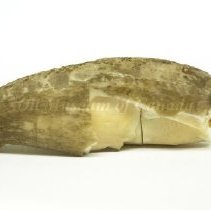 960.nn7 - Tooth 2 (1)